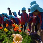 ポピーの花見♪