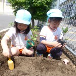 夏野菜の苗植え♪